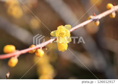 ソシンロウバイの花 126012917