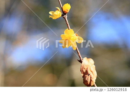 ソシンロウバイの花 126012918
