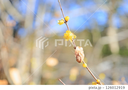 ソシンロウバイの花 126012919