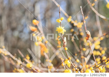 ソシンロウバイの花 ソシンロウバイの花 126012920