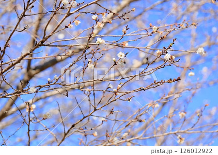 冬咲き桜の花　コブクザクラ 126012922
