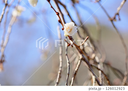 冬咲き桜の花　コブクザクラ 126012923