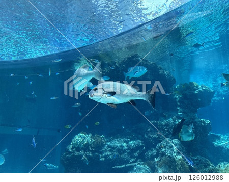 魚 魚 126012988