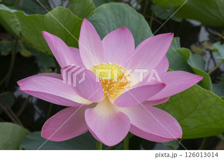 ハスの花 ハスの花 126013014