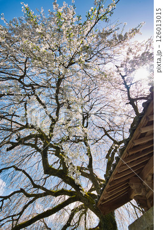 法華寺のしだれ桜 法華寺のしだれ桜 126013015