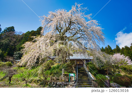 法華寺のしだれ桜 126013016