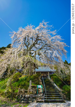 法華寺のしだれ桜 126013017