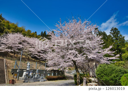 法華寺のしだれ桜 法華寺のしだれ桜 126013019