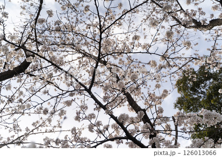 春の光に透ける桜の花④ 春の光に透ける桜の花④ 126013066