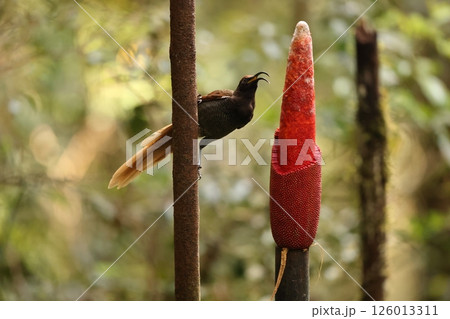 オナガカマハシフウチョウ オナガカマハシフウチョウ 126013311