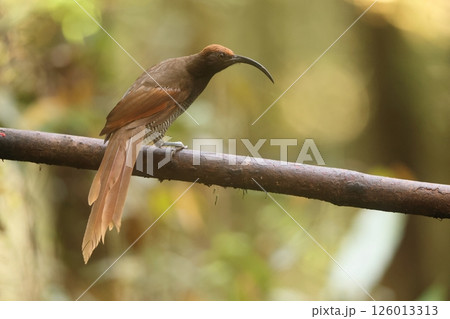 オナガカマハシフウチョウ 126013313