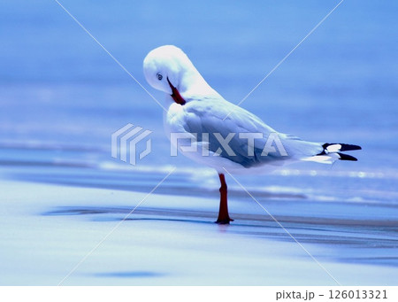 白砂の海に白と赤の鳥、ギンカモメ。 白砂の海に白と赤の鳥、ギンカモメ。 126013321