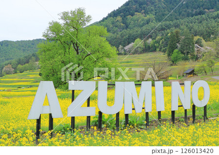 安曇野の春　菜の花咲く里山 126013420
