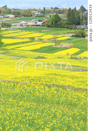 安曇野の春 菜の花咲く里山 安曇野の春 菜の花咲く里山 126013434