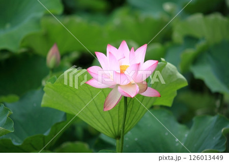 蓮の花のある風景 126013449