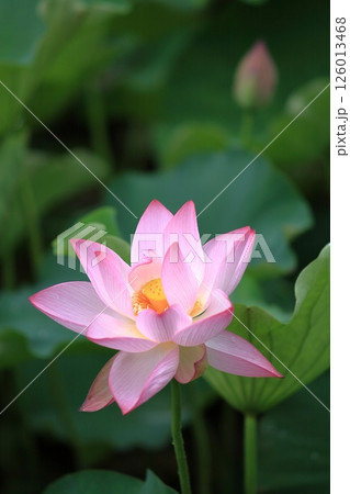 開花した蓮の花 126013468