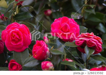 さくら満開の福井城祉お堀 さくら満開の福井城祉お堀 126013592