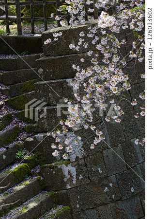 さくら満開の福井城祉お堀 さくら満開の福井城祉お堀 126013602