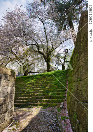 さくら満開の福井城祉お堀 さくら満開の福井城祉お堀 126013603