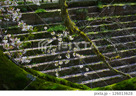 さくら満開の福井城祉お堀 126013628