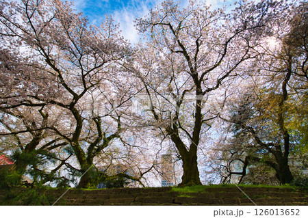 さくら満開の福井城祉お堀 126013652