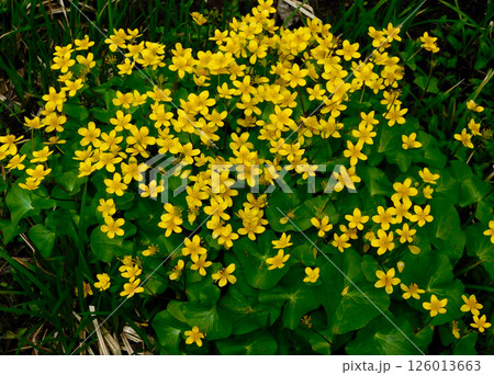 サクラダテ 126013663