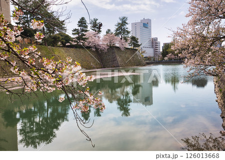さくら満開の福井城祉お堀 126013668