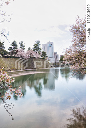 さくら満開の福井城祉お堀 126013669