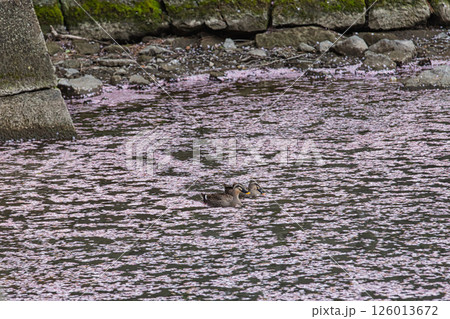 さくら満開の福井城祉お堀 126013672