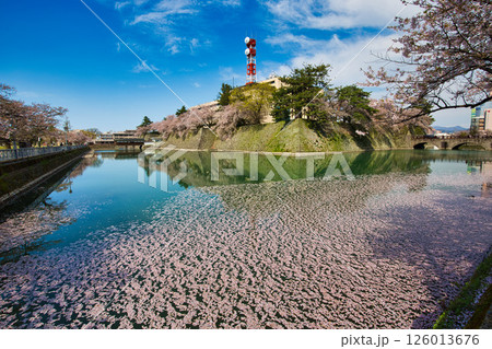 さくら満開の福井城祉お堀 126013676