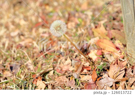 タンポポ 綿帽子の花 タンポポ 綿帽子の花 126013722