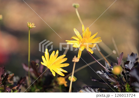 冬　ユリオプスデージの花 126013724