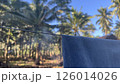 ジャングルで働く蟻たち 126014026
