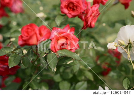 赤いバラ バラ園 花 素材 126014047