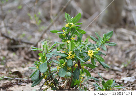 ナニワズ ナニワズ 126014171