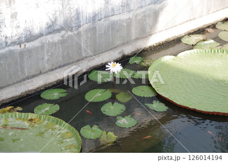 インドネシア　ジョグジャカルタ　ムンドゥット仏教僧院の蓮 126014194