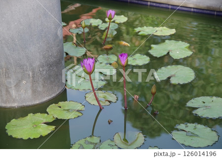 インドネシア　ジョグジャカルタ　ムンドゥット仏教僧院の蓮 126014196