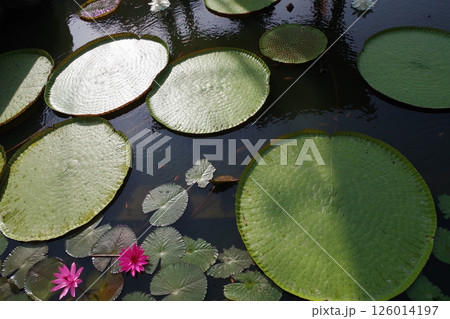 インドネシア　ジョグジャカルタ　ムンドゥット仏教僧院の蓮 126014197