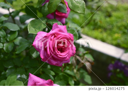 ピンクのバラ バラの花 花 初夏 夏 素材 126014275