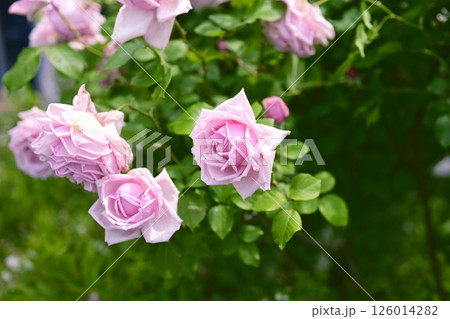 ピンクのバラ バラの花 花 初夏 夏 素材 126014282