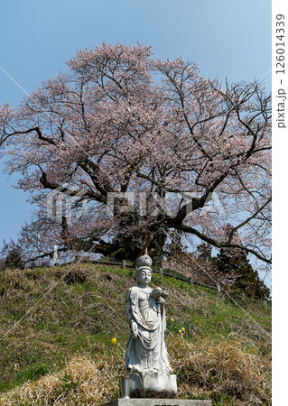 観音様に守られた桜 126014339