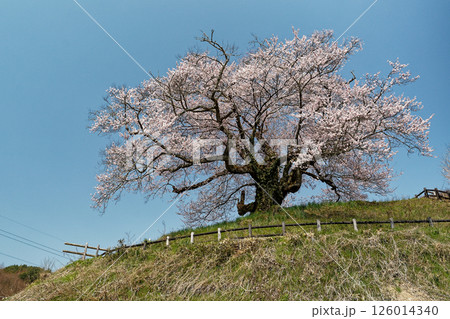 青空に映える桜 126014340