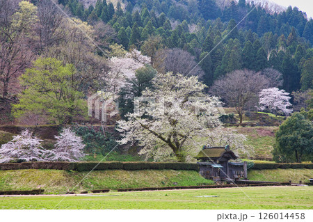 一乗谷朝倉氏遺跡の春 126014458