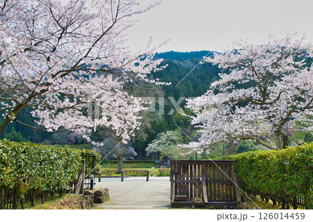 一乗谷朝倉氏遺跡の春 一乗谷朝倉氏遺跡の春 126014459