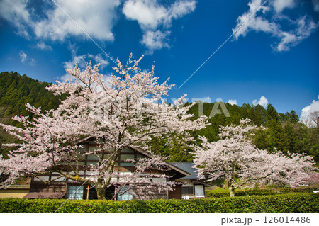 一乗谷朝倉氏遺跡の春 一乗谷朝倉氏遺跡の春 126014486