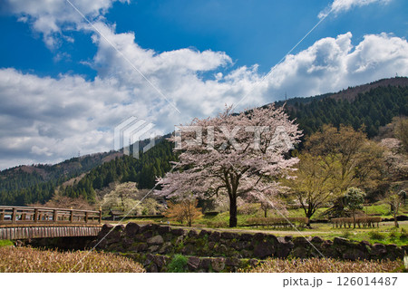 一乗谷朝倉氏遺跡の春 126014487