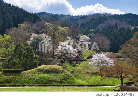 一乗谷朝倉氏遺跡の春 126014488