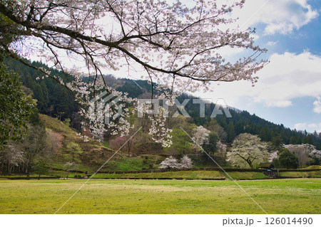 一乗谷朝倉氏遺跡の春 126014490