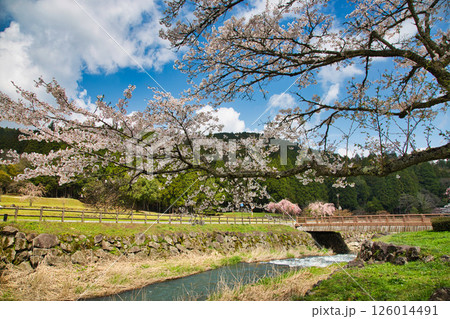 一乗谷朝倉氏遺跡の春 一乗谷朝倉氏遺跡の春 126014491