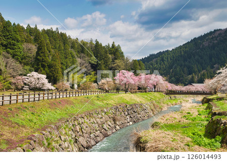 一乗谷朝倉氏遺跡の春 一乗谷朝倉氏遺跡の春 126014493